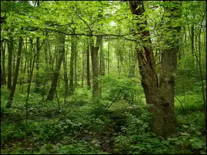 Zieleń w lesie letnia porą