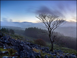 Anglia, Mgła, Park Narodowy Dartmoor, Drzewa