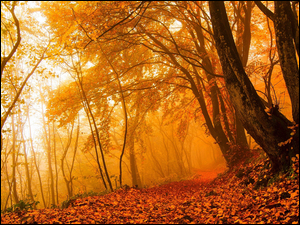 Jesień w mglistym lesie