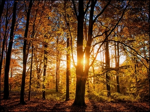 Promienie słońca w lesie jesienią