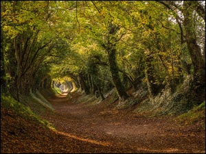 Tunel przez las
