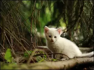 Mały kotek w lesie
