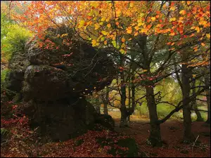skała w lesie z jesiennymi liśćmi i drzewami