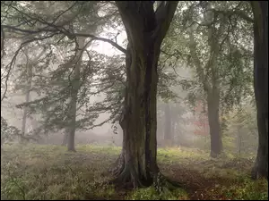 Ścieżka przez mglisty las