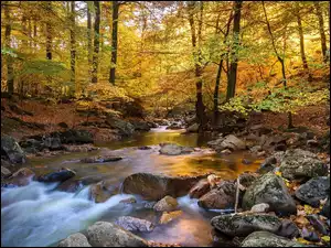 Rzeka z kamieniami w lesie