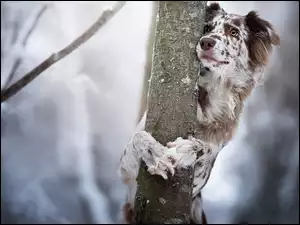 pies owczarek australijski trzymający się drzewa