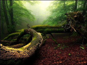 powalone omszałe drzewo z liśćmi i grzybami w porannej mgle w lesie