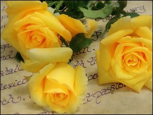 Żółte róże na liście
