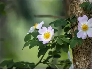 Krzew dzikiej róży przy drzewie