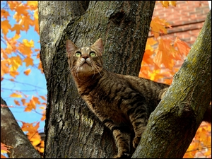 Kot obserwator na drzewie