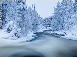 Mostek nad zamarzniętą rzeką w lesie