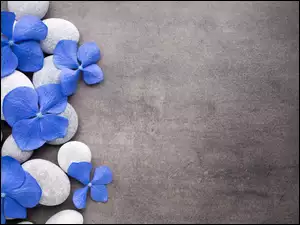 Niebieskie kwiaty na kamieniach
