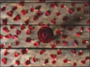 Czerwony kwiat z płatkami na deskach