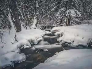 Zimowa rzeka w śnieżnym lesie
