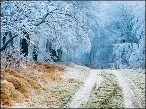 Droga leśna zimowa