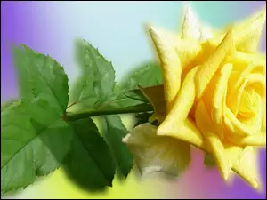 Graficzna żółta róża