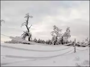 Chmury nad drzewami zimą
