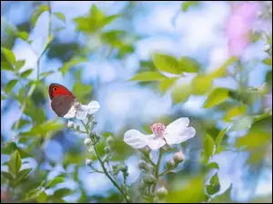 Motyl z kwiatami