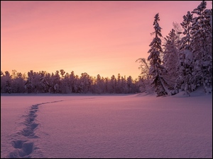 Zachód słońca w śnieżnym lesie z śladami w Rosji