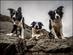 Psy na skałach