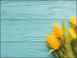 Żółte wiosenne tulipany