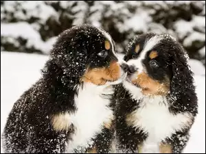 Dwa Berneńskie psy pasterskie