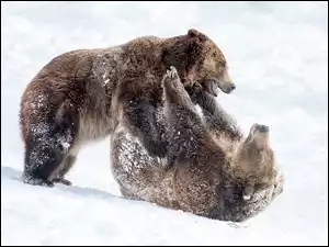 Dwa niedźwiedzie brunatne bawiące się w śniegu