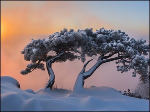 Zachód słońca mglisty na zimowymi drzewami