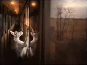 Border collie wygląda przez okno w pociągu