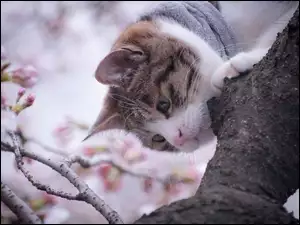 Kot na wiosennym drzewie