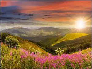 Promienie słońca nad górskimi kwiatami i roślinami