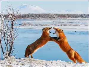 Dwa lisy w śniegu