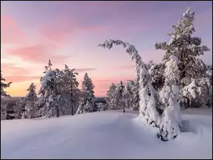 Wschód zimowy słońca i śnieżne drzewa