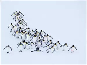 Pingwiny w wędrówce po śniegu