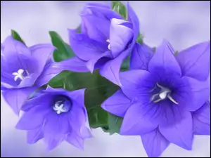 Niebieskie graficzne kwiaty