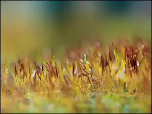 Źdźbła trawy na mchu Makro