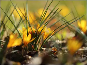 Krokusy żółte w trawie