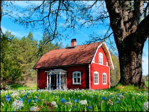 Dom z kwiatami i drzewem