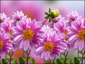Graficzne kolorowe kwiatki