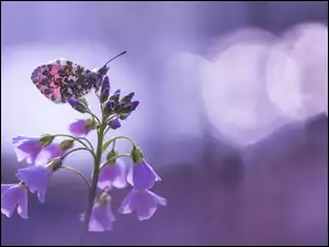 Motyl z fioletowymi dzwonkami