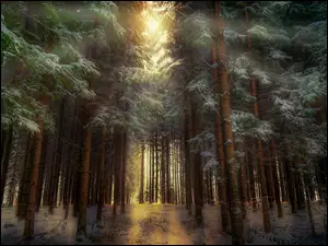 Śnieżna zima w lesie