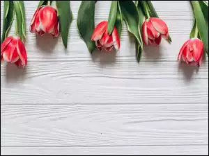 Pięć czerwonych tulipanów z liśćmi