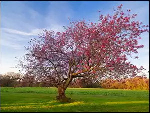Drzewo z różowymi kwiatkami na polu