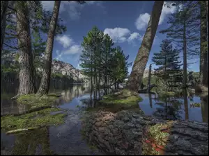 Jezioro z lasem