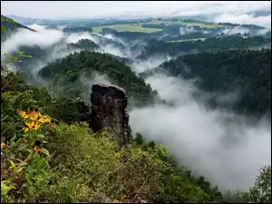Leśna mgła z kwiatami