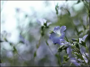 Kwiaty, Len Włochaty, Niebieskie