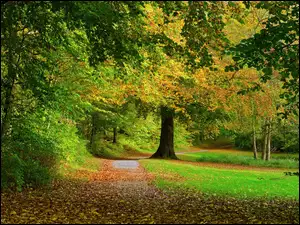 Drzewa, Jesień, Park, Droga