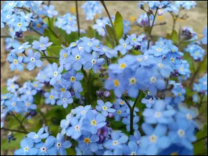 Niezapominajka, Niebieskie, Kwiaty
