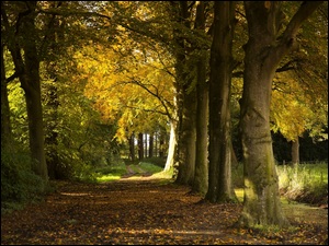 Park, Jesień, Drzewa, Ścieżka