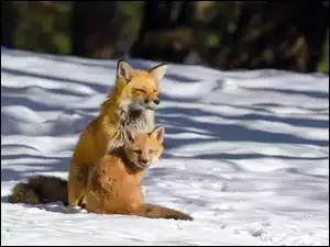 Dwa rude liski siedzą na śniegu
